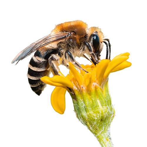A bumblebee pollinating a yellow flower