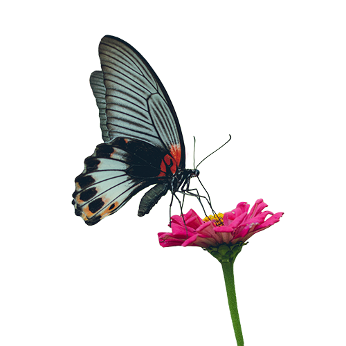 A butterfly drinking from a pink flower