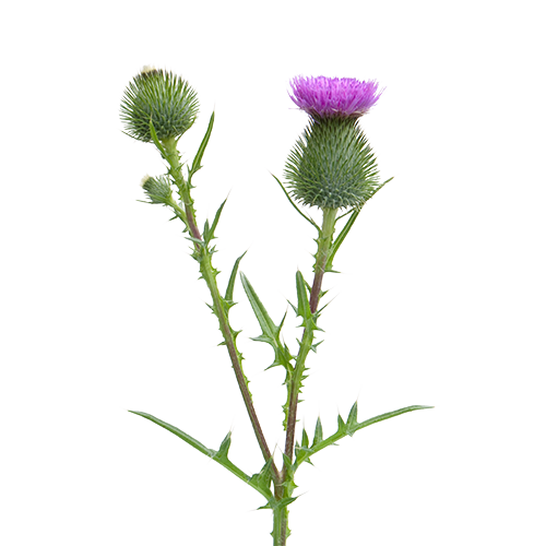 A young, just blossoming pair of flowers