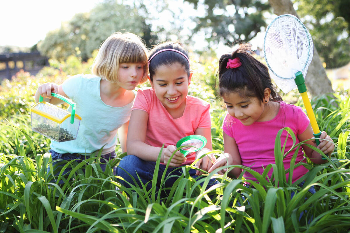 Three young girls using bug-catching equipment in a grassy field